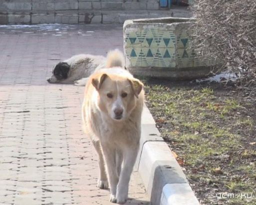 Новость от жителя о дефиците вакцины от бешенства в Орле вызвала повышенный интерес в нашей группе Новость от жителя о дефиците вакцины от бешенства в Орле вызвала повышенный интерес в нашей группе