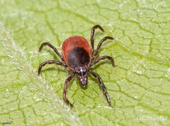 Более 1000 жителей Орловской области стали жертвами укусов клещей