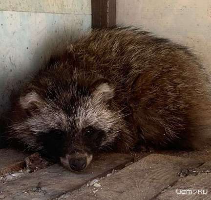 Съёмочная группа телеканала ТВ-3 приедет в Орёл для съёмки новой программы «Лучший друг человека»