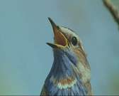 Красота и разнообразие русской природы: в Орле открылась фотовыставка «Тургеневское полесье»