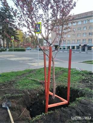 В Орле на площади Ленина высадили новые яблони