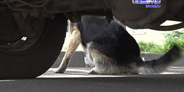 Четвероногие друзья на стаже закона