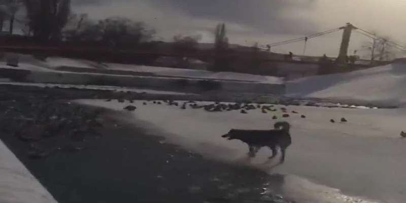 ВИДЕО: в Орле собака охотилась за птицей и чуть не утонула, на помощь пришел местный житель