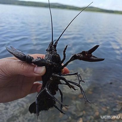 Орловский суд рассмотрел дело о запрещенной ловле раков