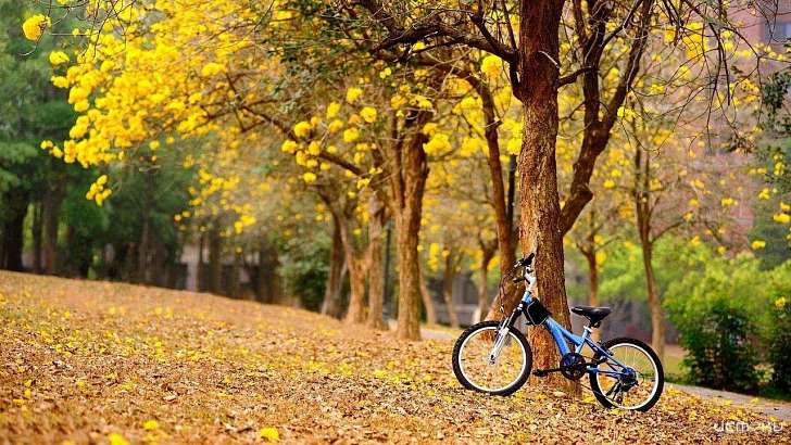 Орловчан приглашают отправиться на велосипедах в усадьбу Фета 