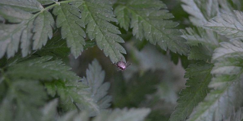 клещи 760 детей в Орловской области пострадали от укусов клещей