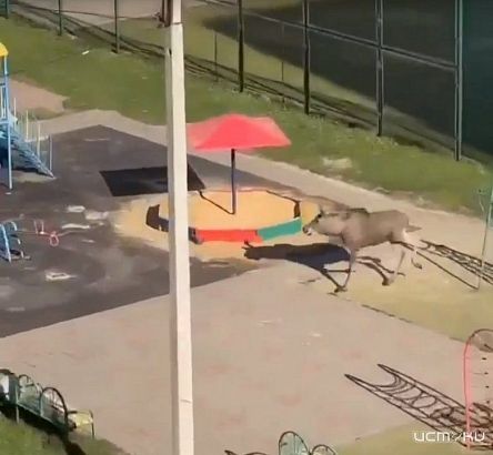 В Орле замечен бегающий лось: кадры из Зареченского микрорайона В Орле замечен бегающий лось: кадры из Зареченского микрорайона