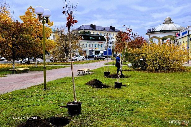 Деревья с Александровского моста в Орле «переезжают» 