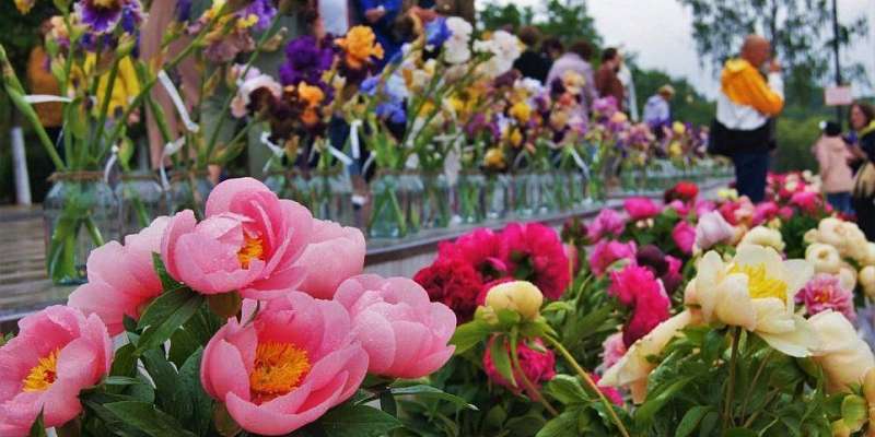 В Орле прошёл цветочный фестиваль