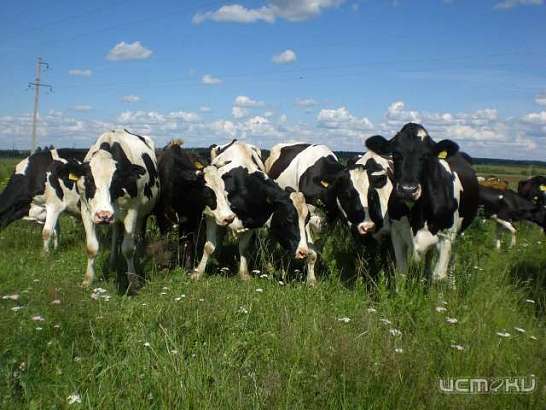 В Ливенском районе стадо коров отправили под нож