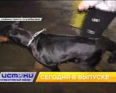 В 19:00 вы увидите свежий выпуск программы «Оперативный эфир» на нашем канале