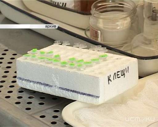 Из-за аномально теплой весны клещи в этом году активизировались раньше 