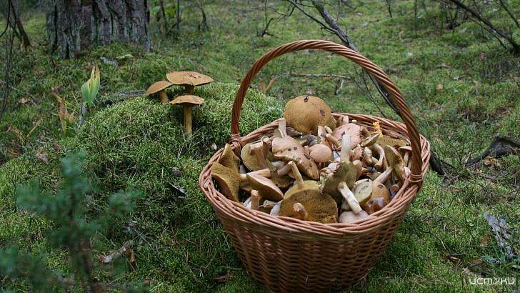 В полночь на Орловщине спасатели вывели из леса пару заблудившихся грибников