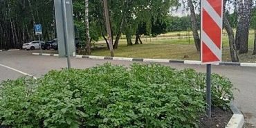 Картофель вместо бархатцев: необычный „огород“ появился на клумбе у санатория „Дубрава“
