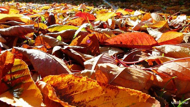 Сегодня в Орле будет сухо и солнечно
