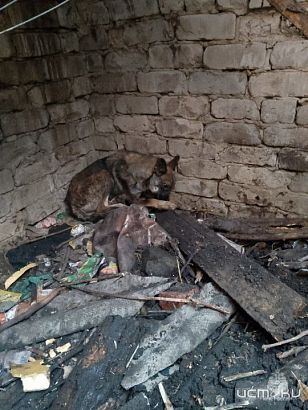 Сотрудники МЧС России по Орловской области вызволили собаку из западни и спасли людей от пожара