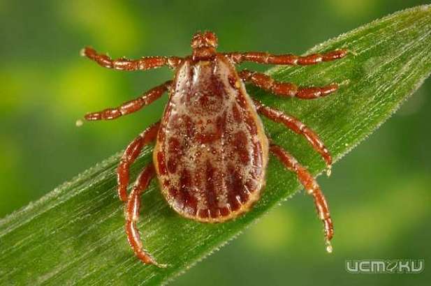 В Орловской области более 900 человек пострадали от клещей