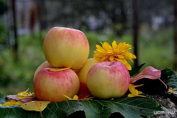 В Орле пройдут народные гулянья в честь Яблочного Спаса
