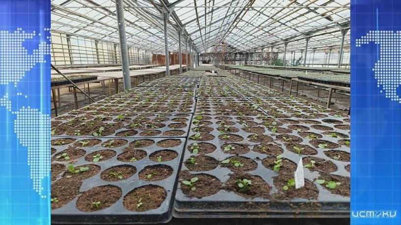 На клумбах Орла высадят 360 тысяч цветов. Экспресс - новости.