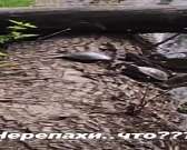 В «Дворянском гнезде» орловчане нашли черепах