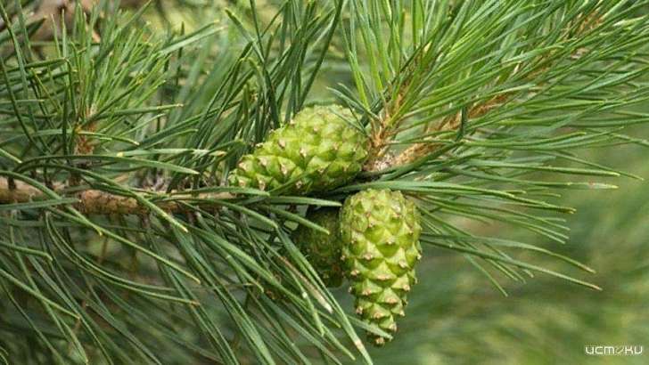 Орловские леса пополнятся соснами