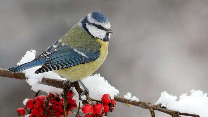 Сегодня в Орле будет снежно и прохладно