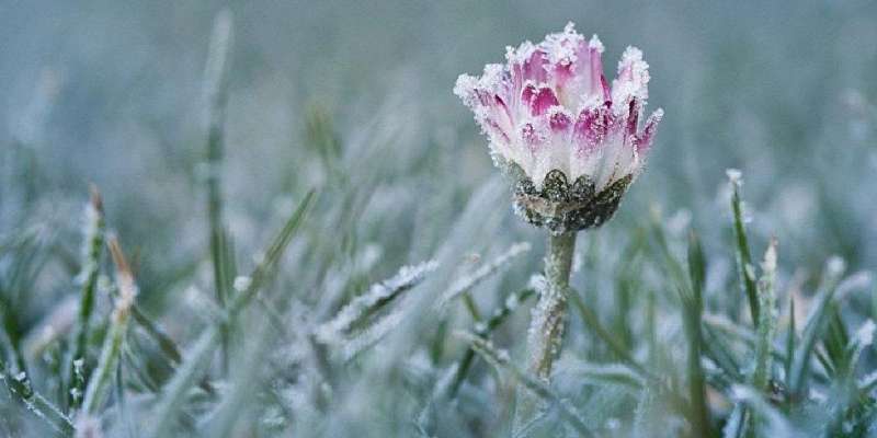 Аномальный май: в Орловской области вновь ударят заморозки