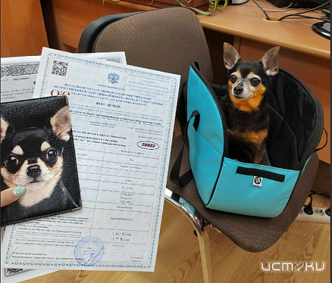 9 кошек и 6 собак из Орловской области с начала года съездили заграницу