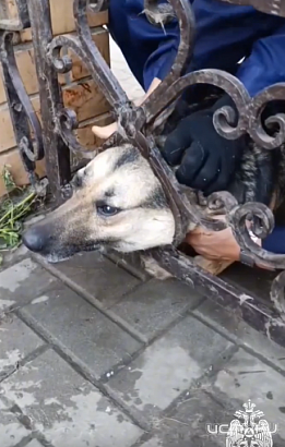 Орловские спасатели освободили собаку, застрявшую в заборе