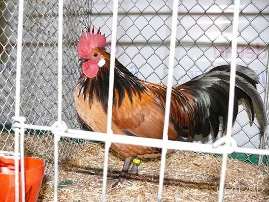 Выставка-продажа птицы и кроликов