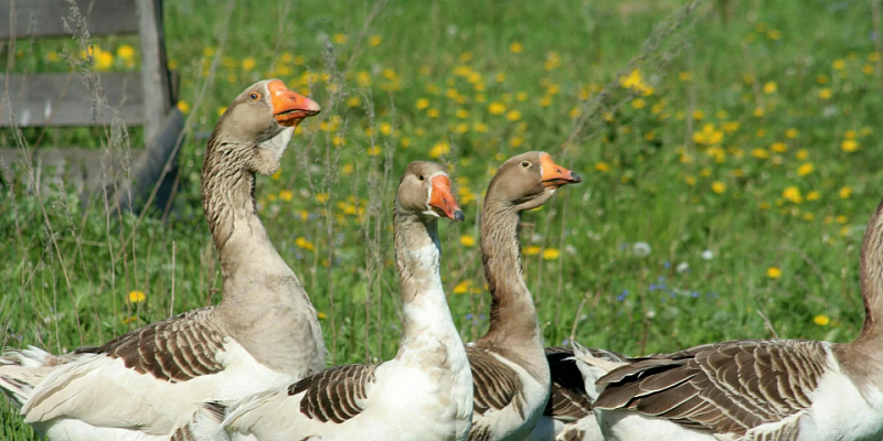 Орловчанам напоминают о важности сообщать о заболевших и павших животных