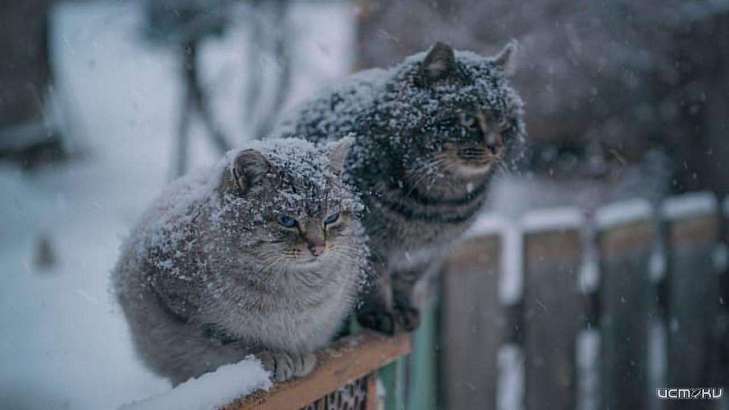 В выходные в Орле продолжится снегопад