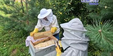 Как купить качественный мёд и не попасться на уловки недобросовестных продавцов?