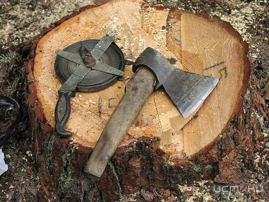 На территории лесопарка «Лужки» незаконно вырубали деревья