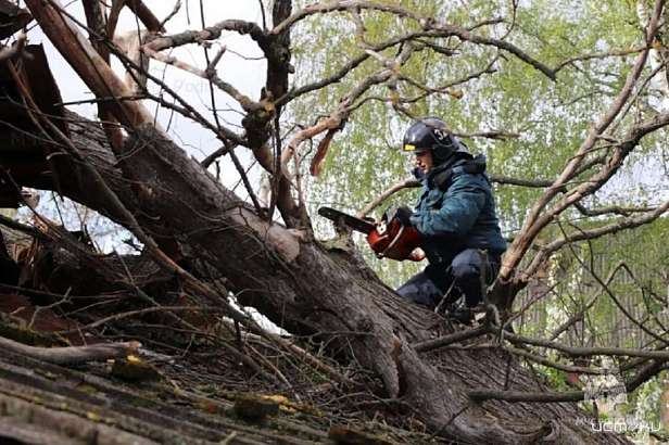 В Орловском МО сильный ветер повалил дерево на ЛЭП