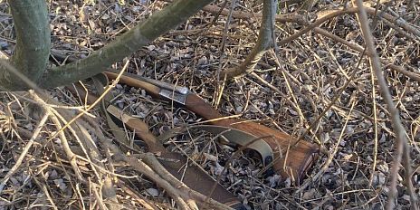 Пару краснокнижных лебедей застрелили в Орловской области