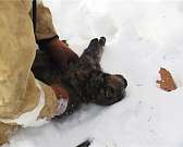 В Орле при пожаре чуть не погибла кошка