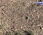 Было красиво, но увы! Газон в Детском парке и парке Победы пожелтел и похоже реанимировать его вряд ли удастся