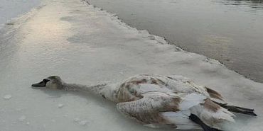 Рыбак помог раскрыть незаконную охоту на краснокнижного лебедя в Орловской области