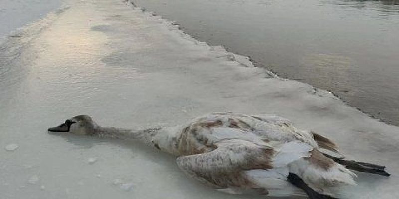 Рыбак помог раскрыть незаконную охоту на краснокнижного лебедя в Орловской области