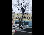 Орловчане засняли на видео спасение кота с верхушки дерева