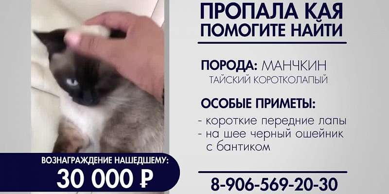 Пропала кошка по кличке Кая. Помогите найти!