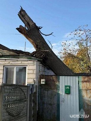 Сухое дерево рухнуло на жилой дом в Орле — спасатели убирали его краном