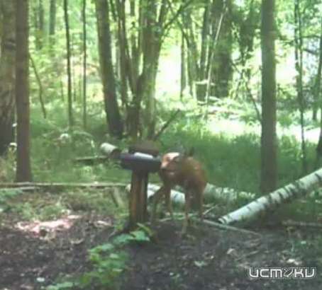 В «Орловском полесье» на записи с видеокамеры попали косуля и заяц