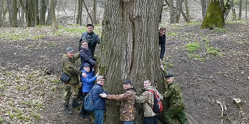 Меркуловский дуб борется за звание «Дерево года»