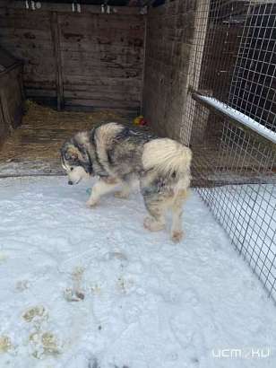 В Орле животные из приюта, чей владелец скончался, ждут новых любящих хозяев