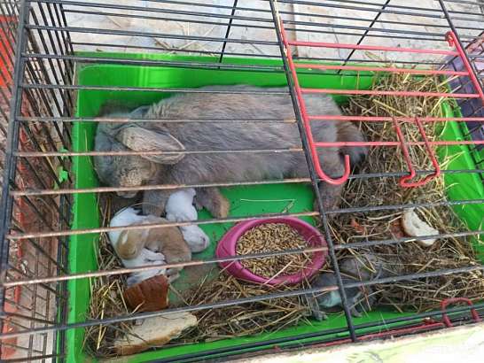 Депутат посетил Орловскую станцию юных натуралистов и увиденное его повергло в шок