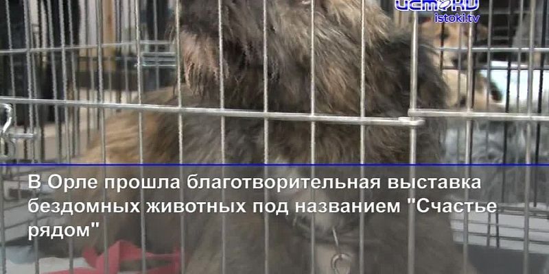 Новогоднюю афишу в Орле можно изучить через приложение для смартфонов, а «Волонтеры Победы» решили позаботиться о «ветеринарах»