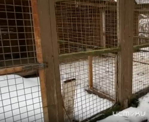 В с. Болотовские Дворы Орловского МО не в полной мере соблюдаются требования к обустройству приюта для животных.