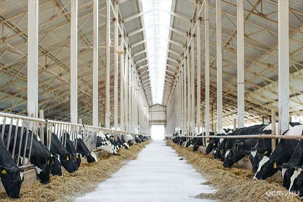 В Ливнах работу молочной фермы приостановили на 3 месяца из-за кучи навоза